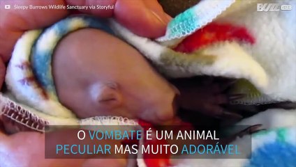 Quando vir este vombate bebé vai querer ter um