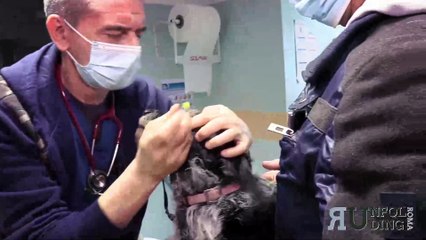 Come prevenire malattie agli occhi del cane con una semplice visita