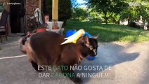 Gato tenta arranjar maneira de se livrar de ave nas costas!