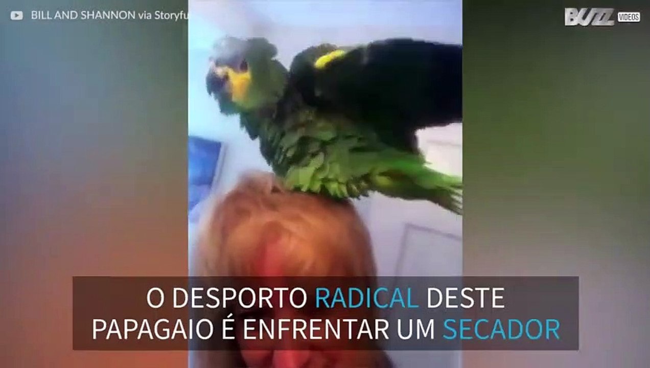 Este papagaio delira com o secador da dona