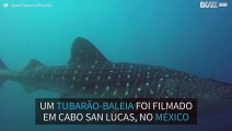 Tubarão-baleia raro filmado no México