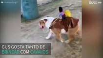 Bulldog inglês cansou de ser o que é: agora que ser um cavalo!