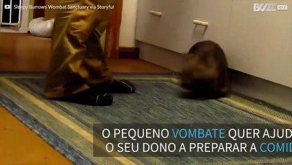 Este pequeno vombate quer ajudar na cozinha