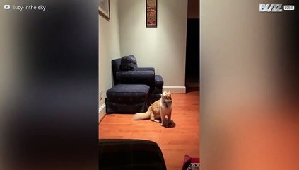 Será que este gato é espírita?