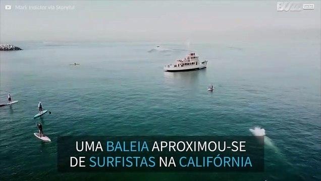 Baleia surge ao lado de surfistas