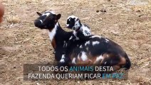 Filhote de cabra saltitante irrita outros animais