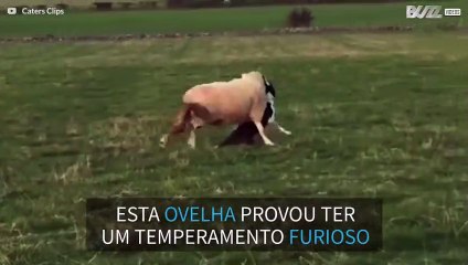 Ovelha rebelde derruba cão pastor em combate
