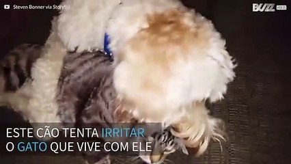 Cão tenta atormentar o gato mais blasé dos EUA
