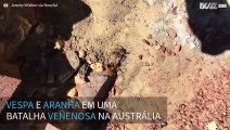 Vespa e aranha travam venenosa batalha até a morte na Austrália