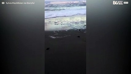 Filhotes de tartaruga seguem para o mar em praia na Flórida
