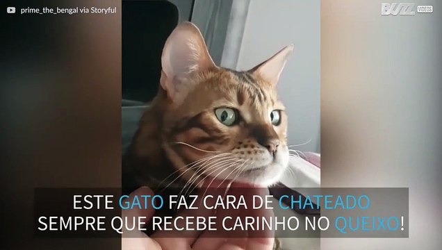 Este gato fica chateado sempre que recebe carinho