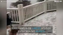 Família de linces invade quintal de casa no Alasca