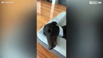 Cão relaxa até com a língua!