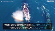 Baleias-jubarte são filmadas na costa da Califórnia