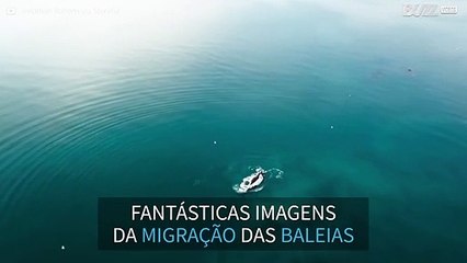 Imagens de drone mostram a migração da Baleias-franca-do-atlântico-norte
