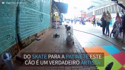 Cão mostra habilidade para esportes sobre rodas