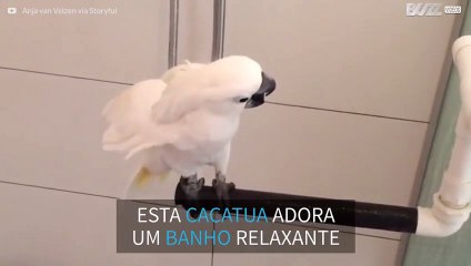 Esta cacatua adora banho de chuveiro!