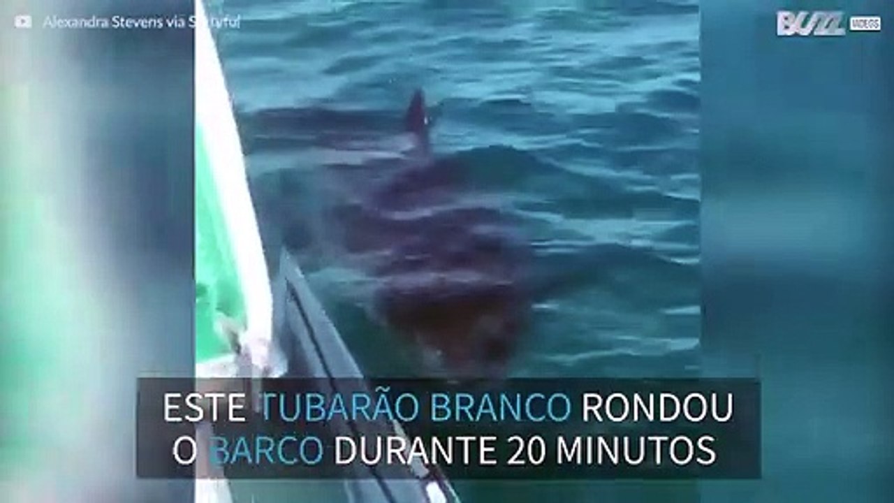 Tubarão de 5 metros persegue tripulantes de barco
