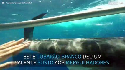 Tubarão-branco esbarra em jaula de mergulhadores
