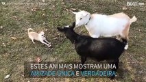 Uma amizade improvável, duas cabras e uma chihuahua