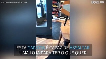 Gaivota rouba salgadinho de loja na Escócia