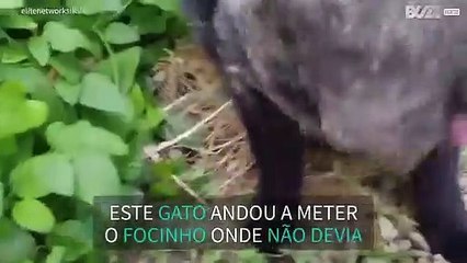 Gato é apanhado por teia de aranha