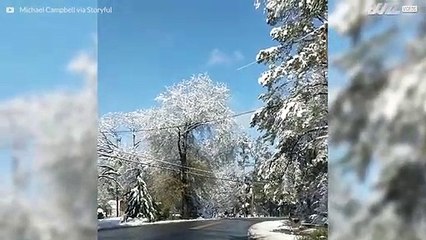 Árvore incendeia-se após tocar num cabo elétrico