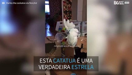 Catatua canta a sua "canção do copo"