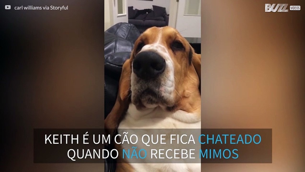Cão suspira no sofá por atenção