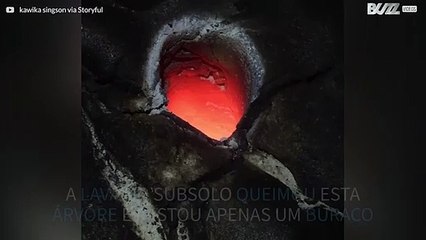 Lava queima e destrói árvore inteira!