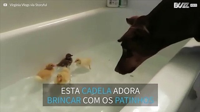 Amizade improvável entre uma cadela doberman e patinhos bebés