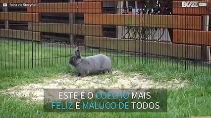O coelho mais serelepe de todos!