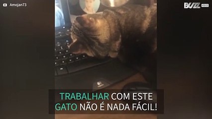 Gato adora ser o centro das atenções -1