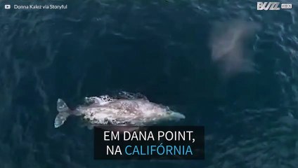 Baleia-cinzenta e filhote são filmados na Califórnia