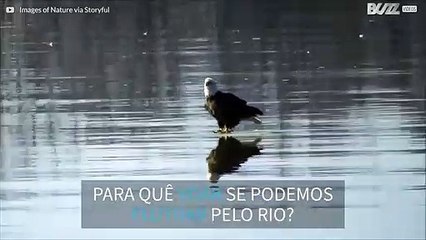 Águia-americana flutua em bloco de gelo pelo rio Mississipi