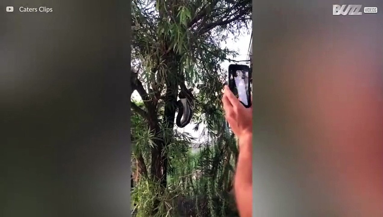 Cobra engole gambá inteiro suspensa em árvore