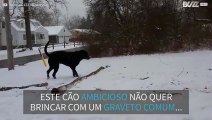 Este labrador não quer brincar de buscar um graveto qualquer