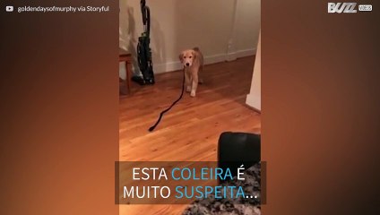 Este Golden Retriever não gosta de ser seguido pela coleira