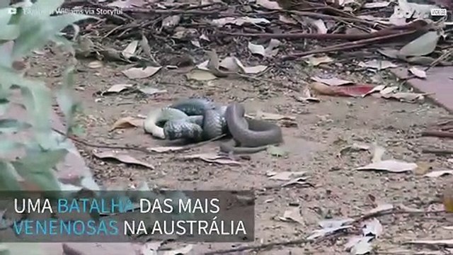 Cobras extremamente venenosas brigam entre si na Austrália