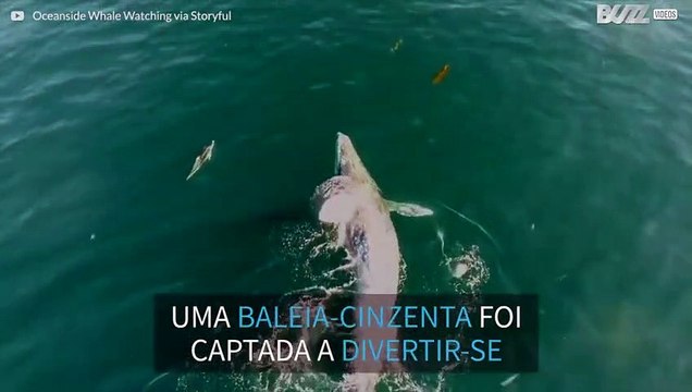 Baleia brinca com golfinhos durante migração!