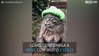 O gato mais estiloso do inverno!