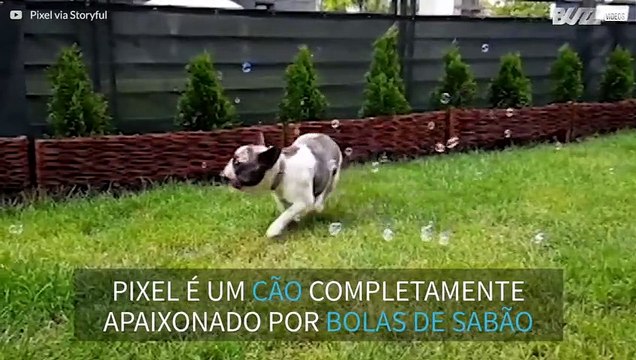 A história de amor entre um buldogue e bolas de sabão