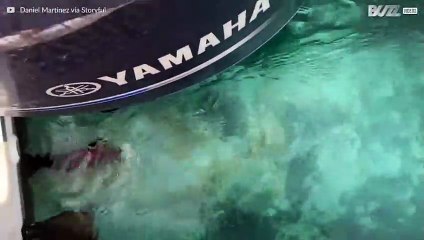 Grande baleia-cinzenta filmada a distância muito curta