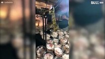 Camaleão tenta comer geco numa convenção de repteis