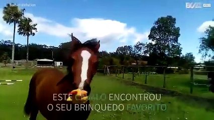 Cavalo diverte-se com galinha de borracha