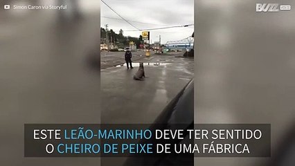 Leão-marinho passeia pela cidade de Astoria, em Oregon