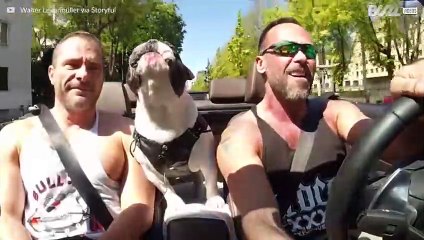 Este bulldog adora cantar com os donos