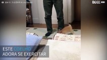 Coelho faz sua rotina de exercícios matinais!