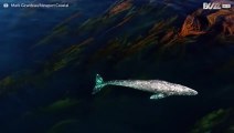 Baleia-cinzenta passeia entre algas gigantes
