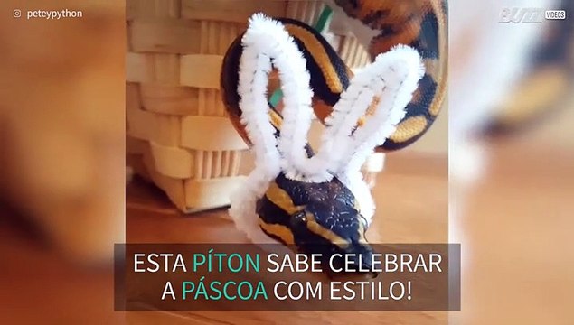 Píton celebra Páscoa com orelhas de coelho
